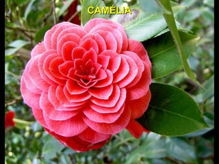 CAMÉLIACAMÉLIA
 