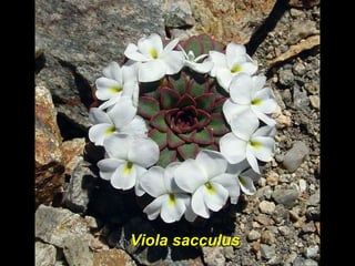 VioViola sacculusViola sacculus
 