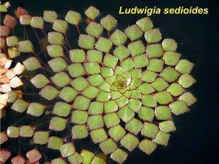 Ludwigia sedioidesLudwigia sedioides
 