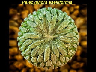 Pelecyphora aselliformisPelecyphora aselliformis
 