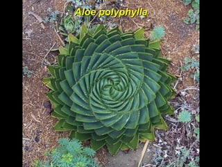 Aloe polyphyllaAloe polyphylla
 