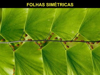 FOLHAS SIMÉTRICASFOLHAS SIMÉTRICAS
 