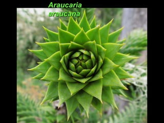 AraucariaAraucaria
araucanaaraucana
 