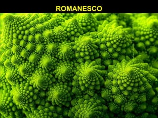 ROMANESCOROMANESCO
 