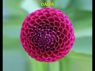 DÁLIADÁLIA
 