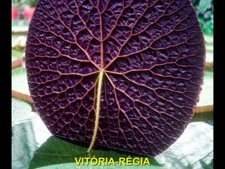 VITÓRIA-RÉGIAVITÓRIA-RÉGIA
 
