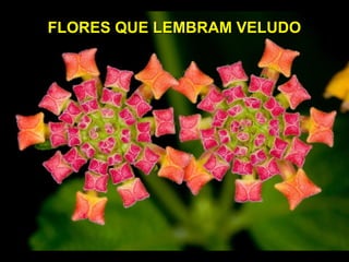 FLORES QUE LEMBRAM VELUDOFLORES QUE LEMBRAM VELUDO
 