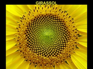 GIRASSOLGIRASSOL
 