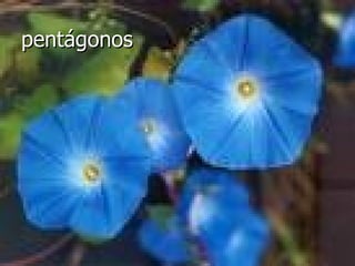 pentágonos 