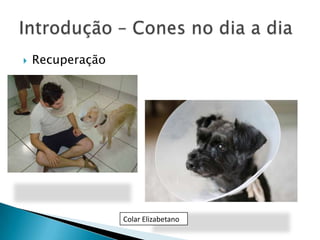 

Recuperação

Colar Elizabetano

 