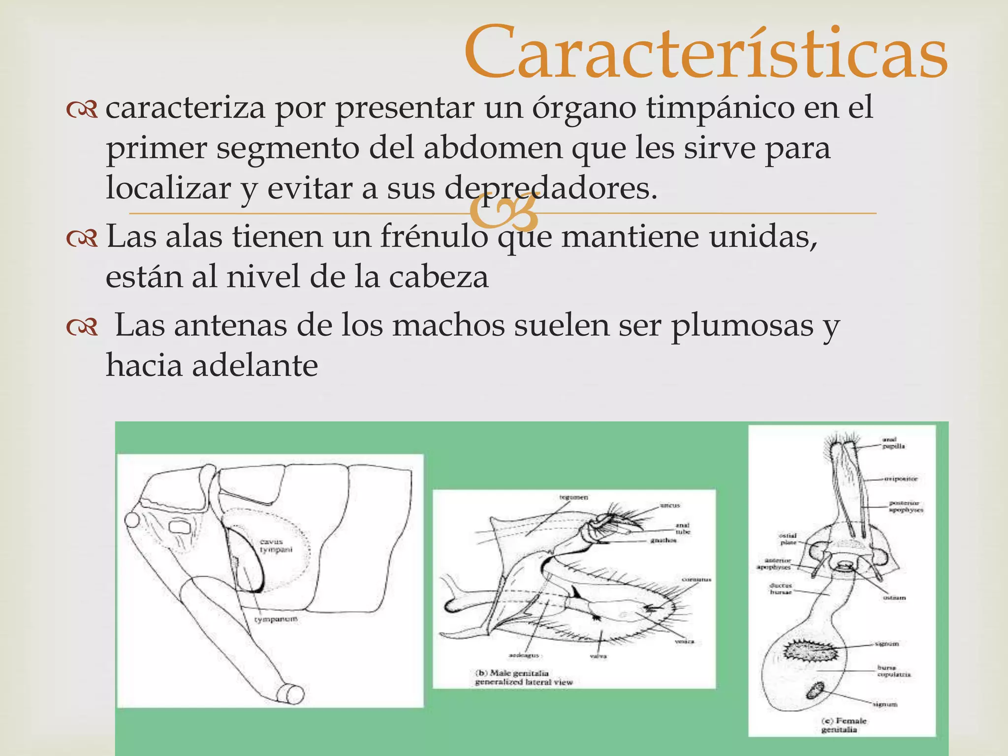 
 caracteriza por presentar un órgano timpánico en el
primer segmento del abdomen que les sirve para
localizar y evitar a sus depredadores.
 Las alas tienen un frénulo que mantiene unidas,
están al nivel de la cabeza
 Las antenas de los machos suelen ser plumosas y
hacia adelante
Características
 