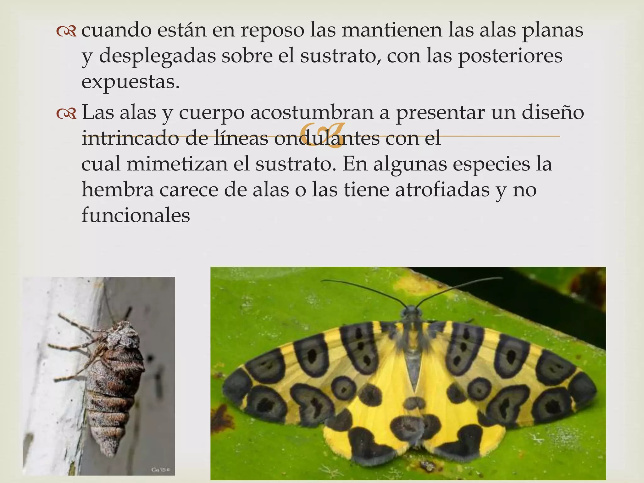 
 cuando están en reposo las mantienen las alas planas
y desplegadas sobre el sustrato, con las posteriores
expuestas.
 Las alas y cuerpo acostumbran a presentar un diseño
intrincado de líneas ondulantes con el
cual mimetizan el sustrato. En algunas especies la
hembra carece de alas o las tiene atrofiadas y no
funcionales
 