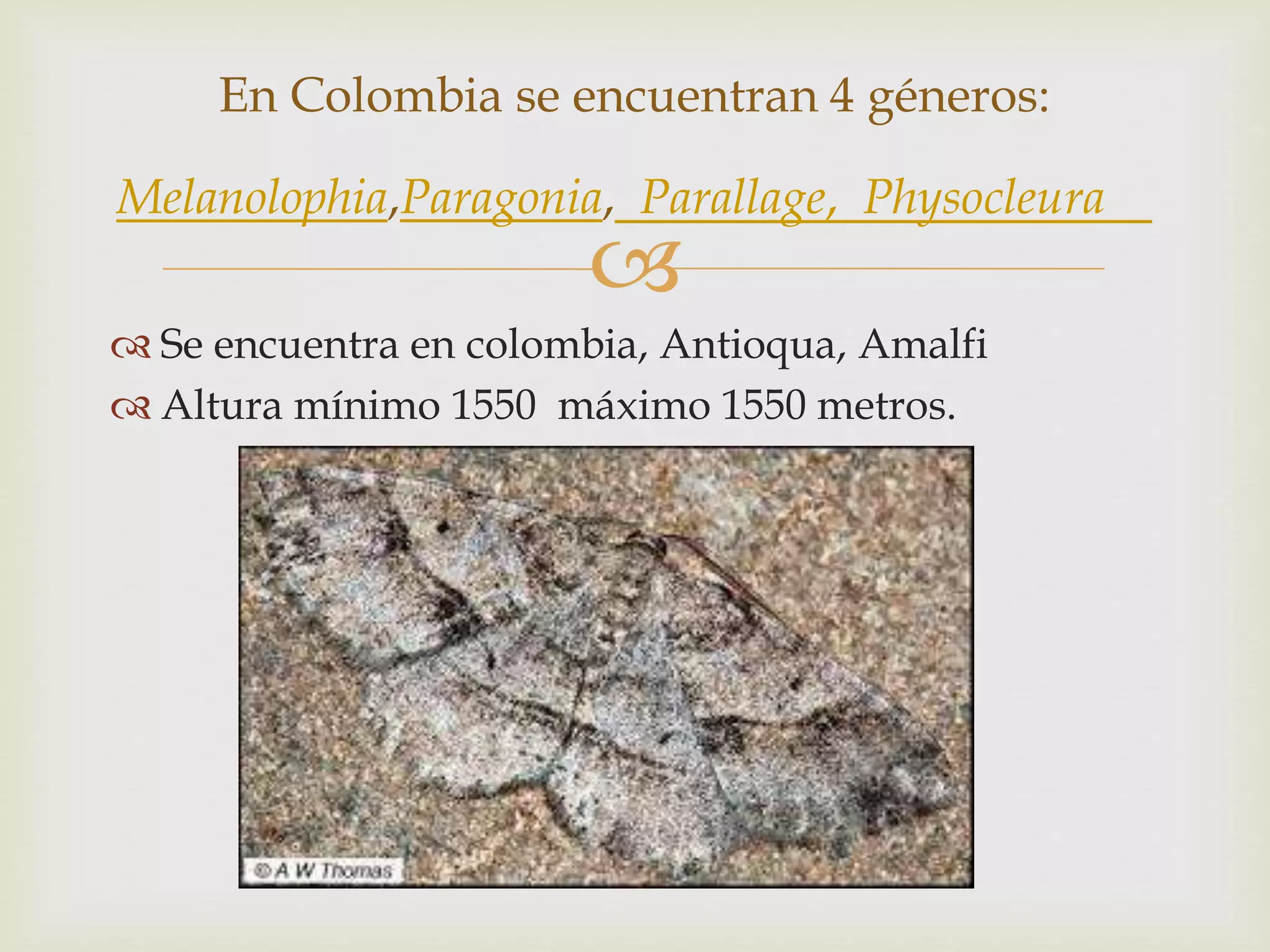 
 Se encuentra en colombia, Antioqua, Amalfi
 Altura mínimo 1550 máximo 1550 metros.
En Colombia se encuentran 4 géneros:
Melanolophia,Paragonia, Parallage, Physocleura
 