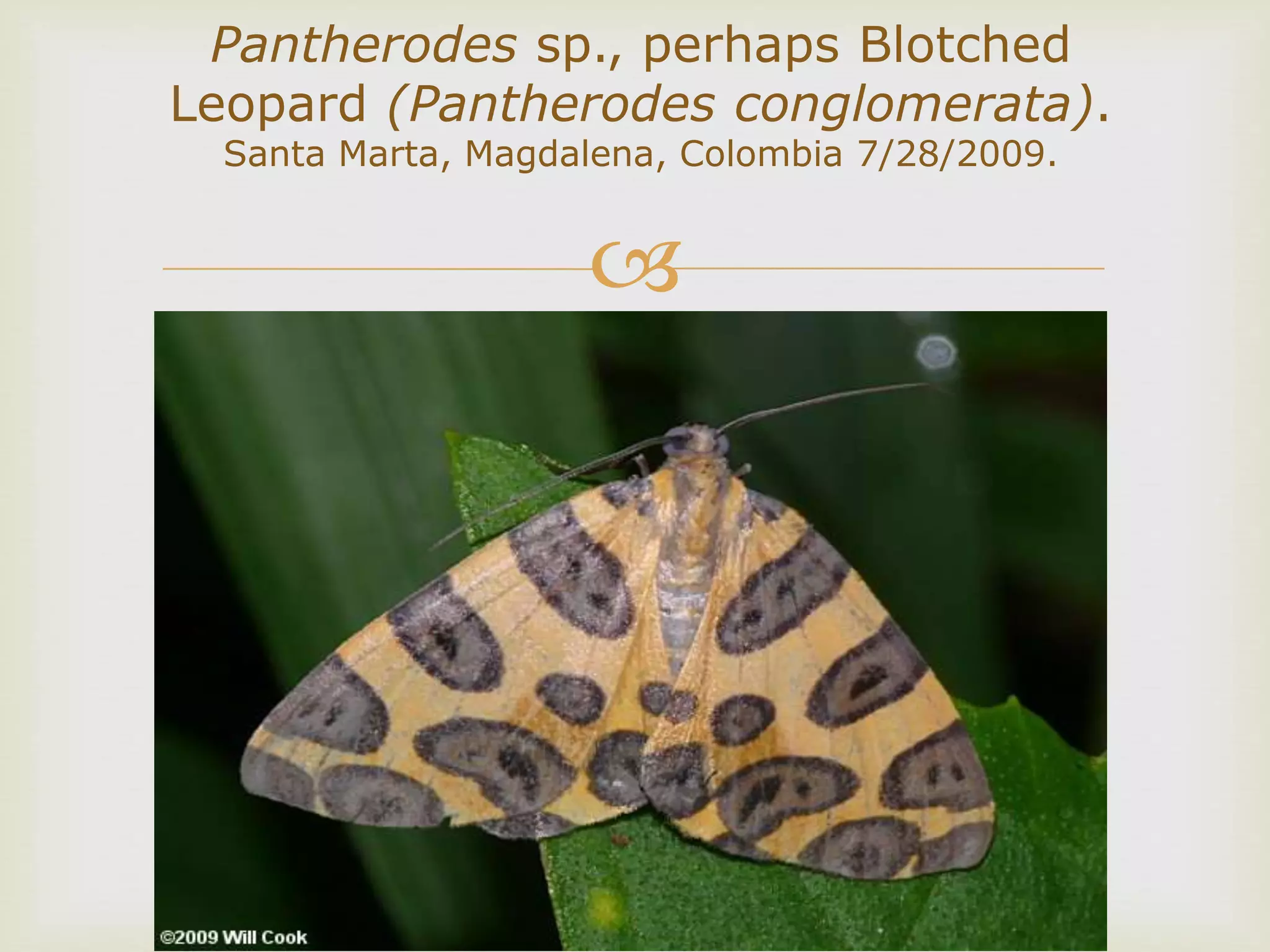 
Pantherodes sp., perhaps Blotched
Leopard (Pantherodes conglomerata).
Santa Marta, Magdalena, Colombia 7/28/2009.
 
