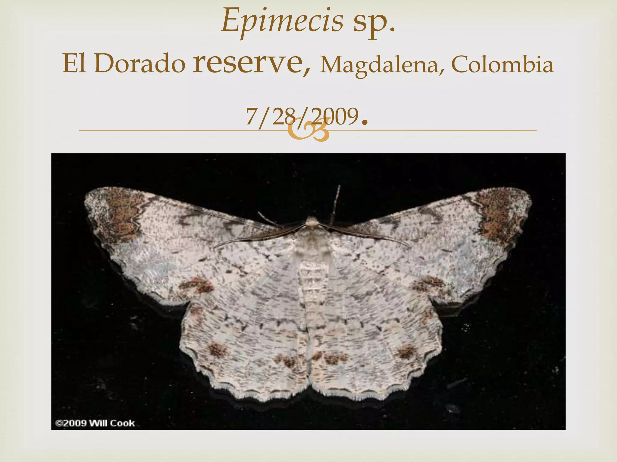 
Epimecis sp.
El Dorado reserve, Magdalena, Colombia
7/28/2009.
 