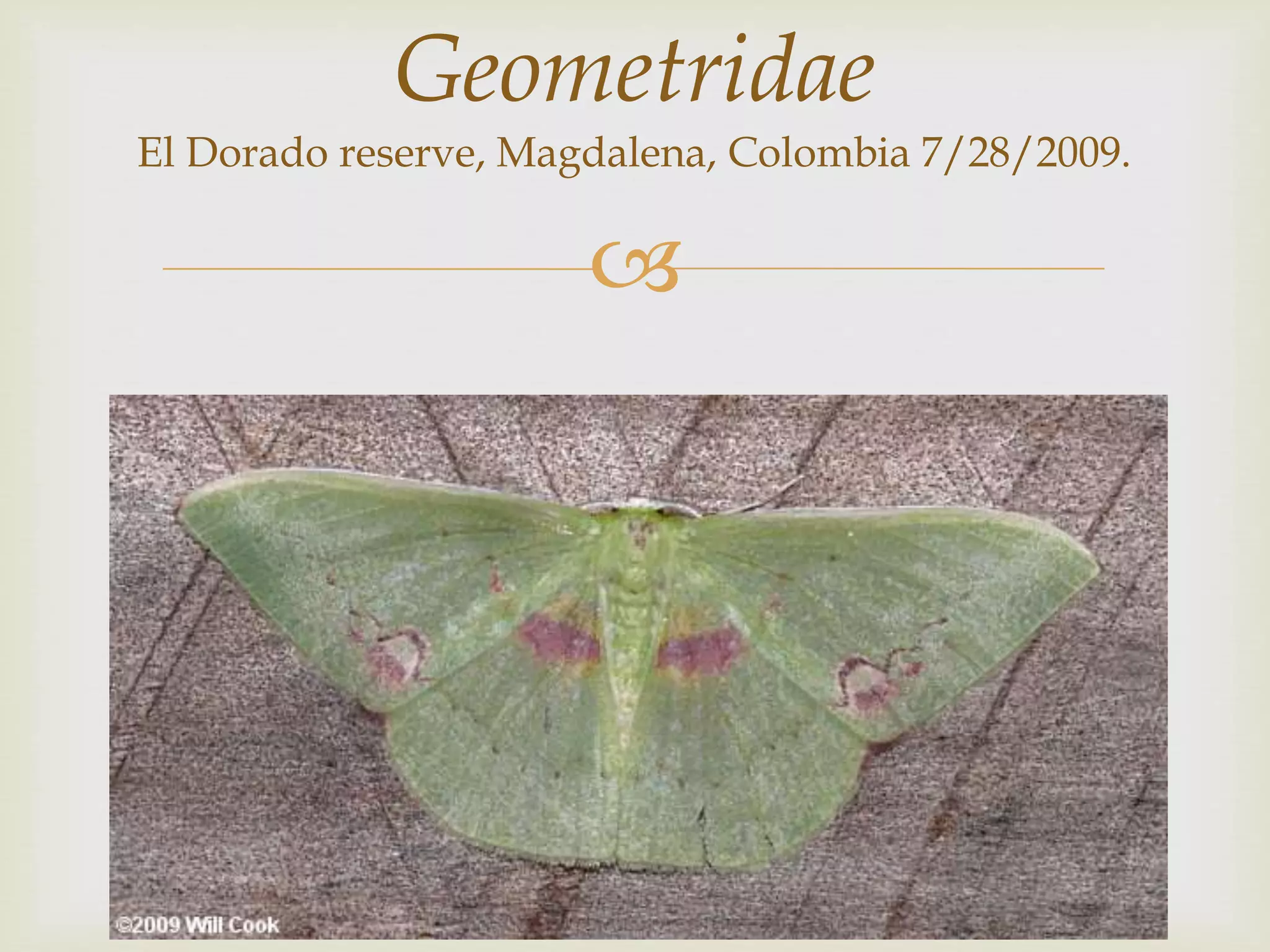 
Geometridae
El Dorado reserve, Magdalena, Colombia 7/28/2009.
 