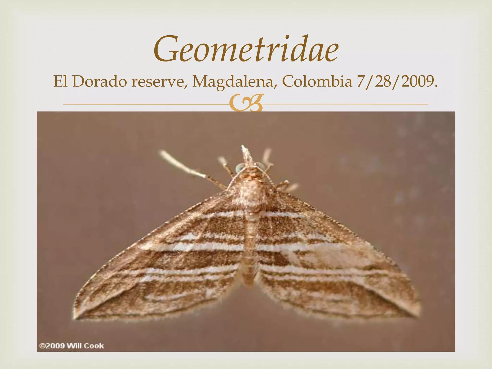 
Geometridae
El Dorado reserve, Magdalena, Colombia 7/28/2009.
 