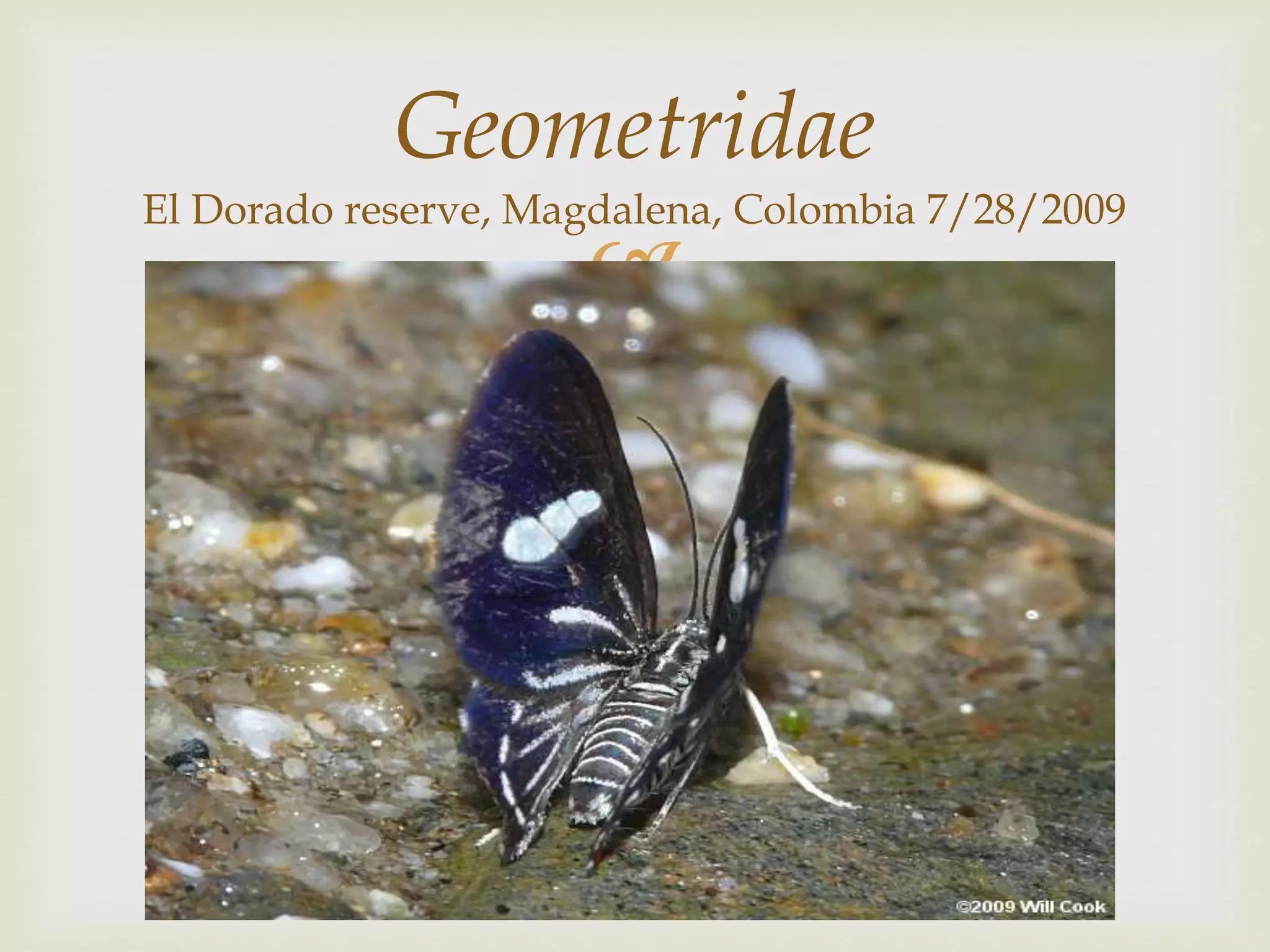 
Geometridae
El Dorado reserve, Magdalena, Colombia 7/28/2009
 