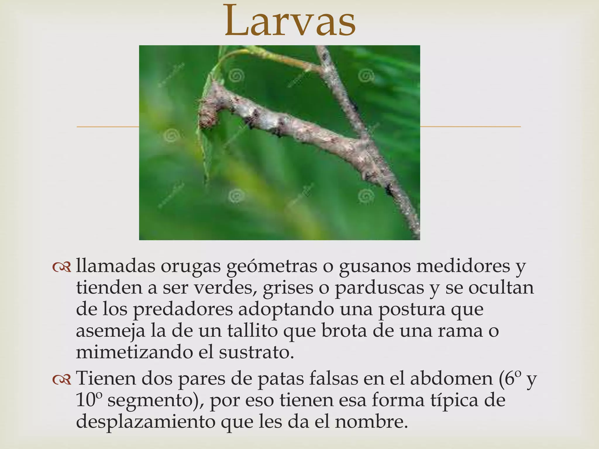 
 llamadas orugas geómetras o gusanos medidores y
tienden a ser verdes, grises o parduscas y se ocultan
de los predadores adoptando una postura que
asemeja la de un tallito que brota de una rama o
mimetizando el sustrato.
 Tienen dos pares de patas falsas en el abdomen (6º y
10º segmento), por eso tienen esa forma típica de
desplazamiento que les da el nombre.
Larvas
 