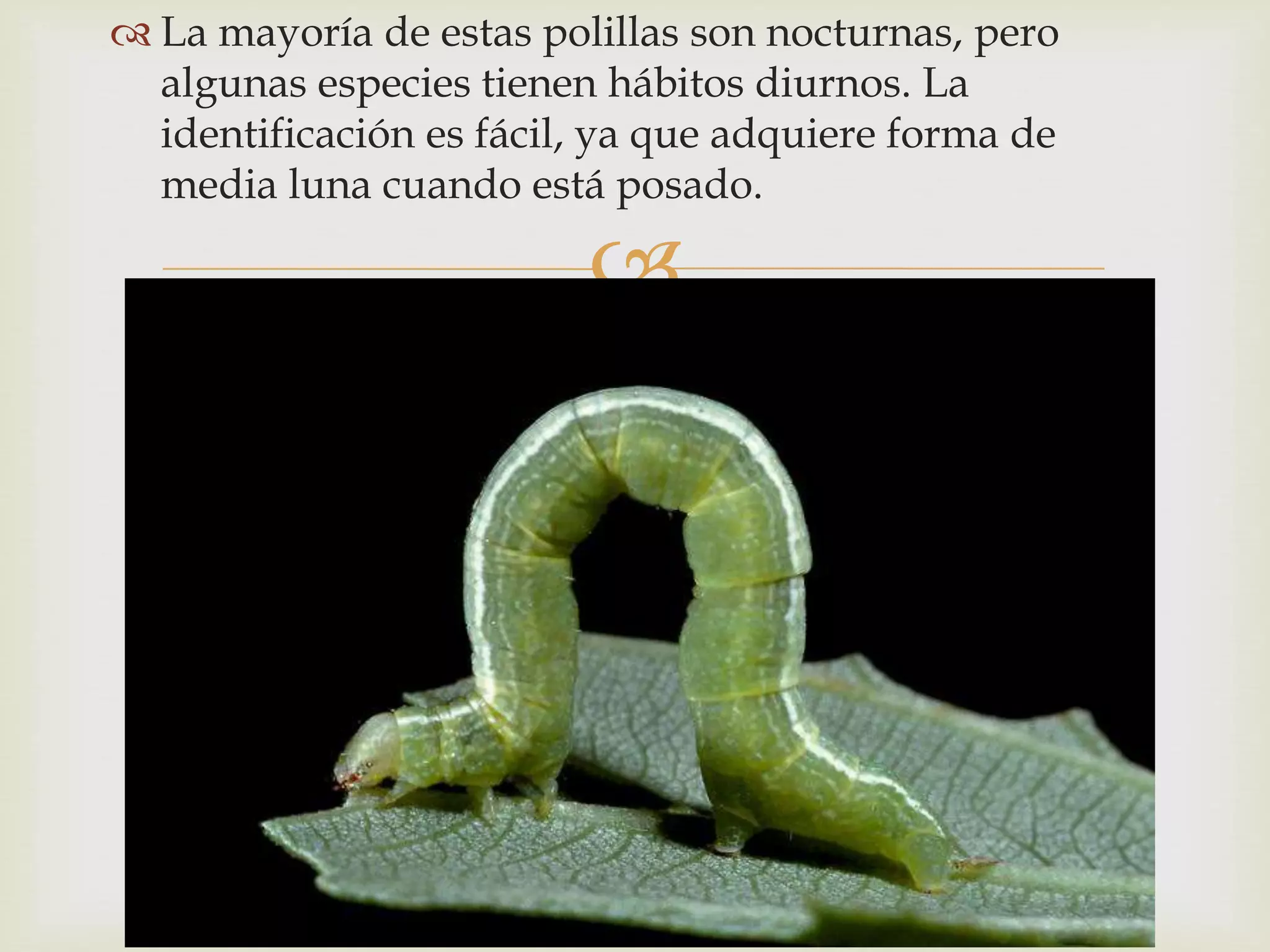 
 La mayoría de estas polillas son nocturnas, pero
algunas especies tienen hábitos diurnos. La
identificación es fácil, ya que adquiere forma de
media luna cuando está posado.
 
