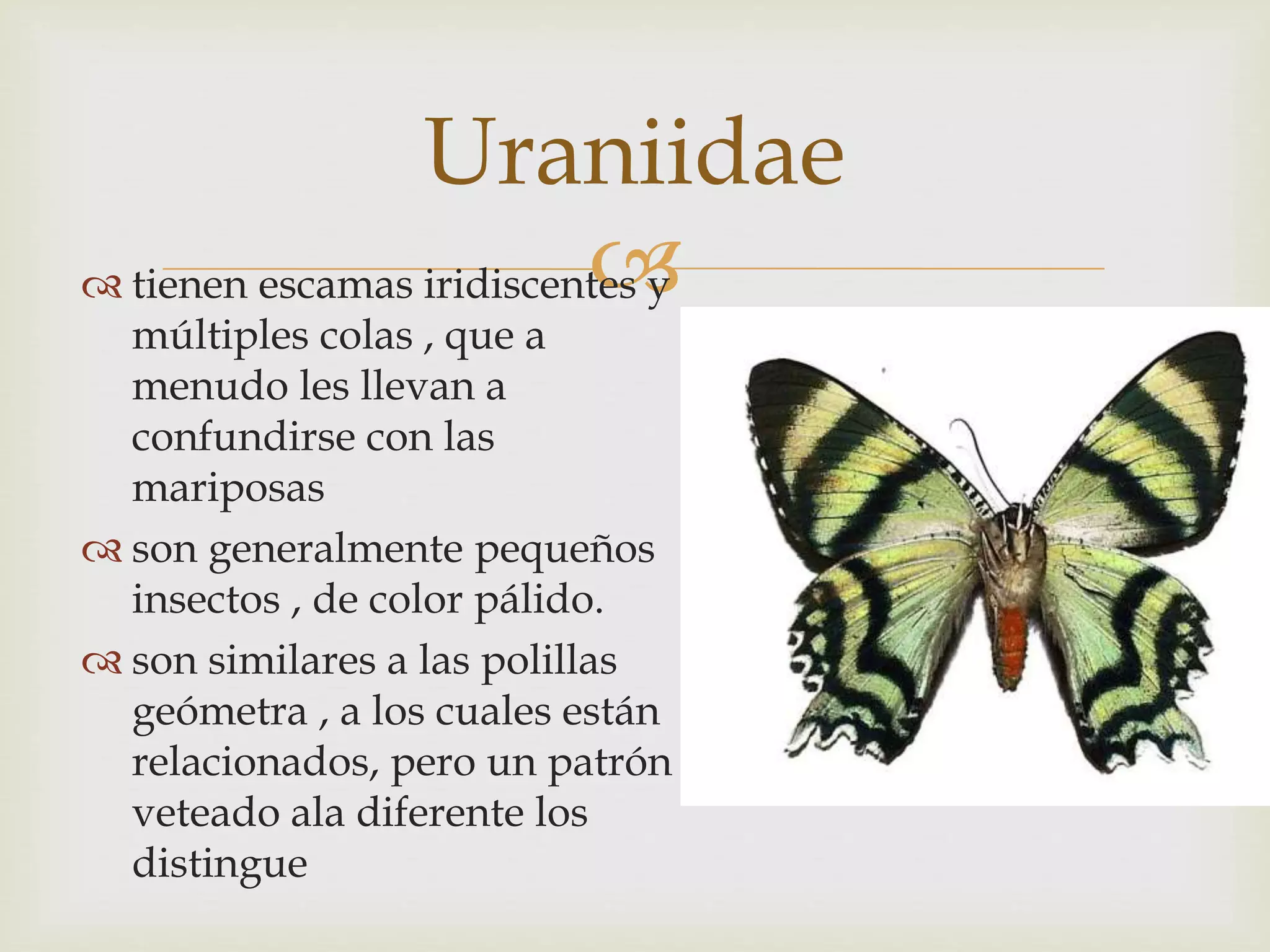  tienen escamas iridiscentes y
múltiples colas , que a
menudo les llevan a
confundirse con las
mariposas
 son generalmente pequeños
insectos , de color pálido.
 son similares a las polillas
geómetra , a los cuales están
relacionados, pero un patrón
veteado ala diferente los
distingue
Uraniidae
 