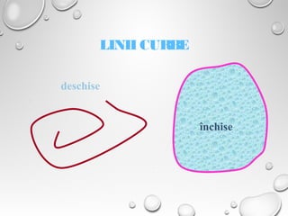 LINII CURBE
deschise
închise
 