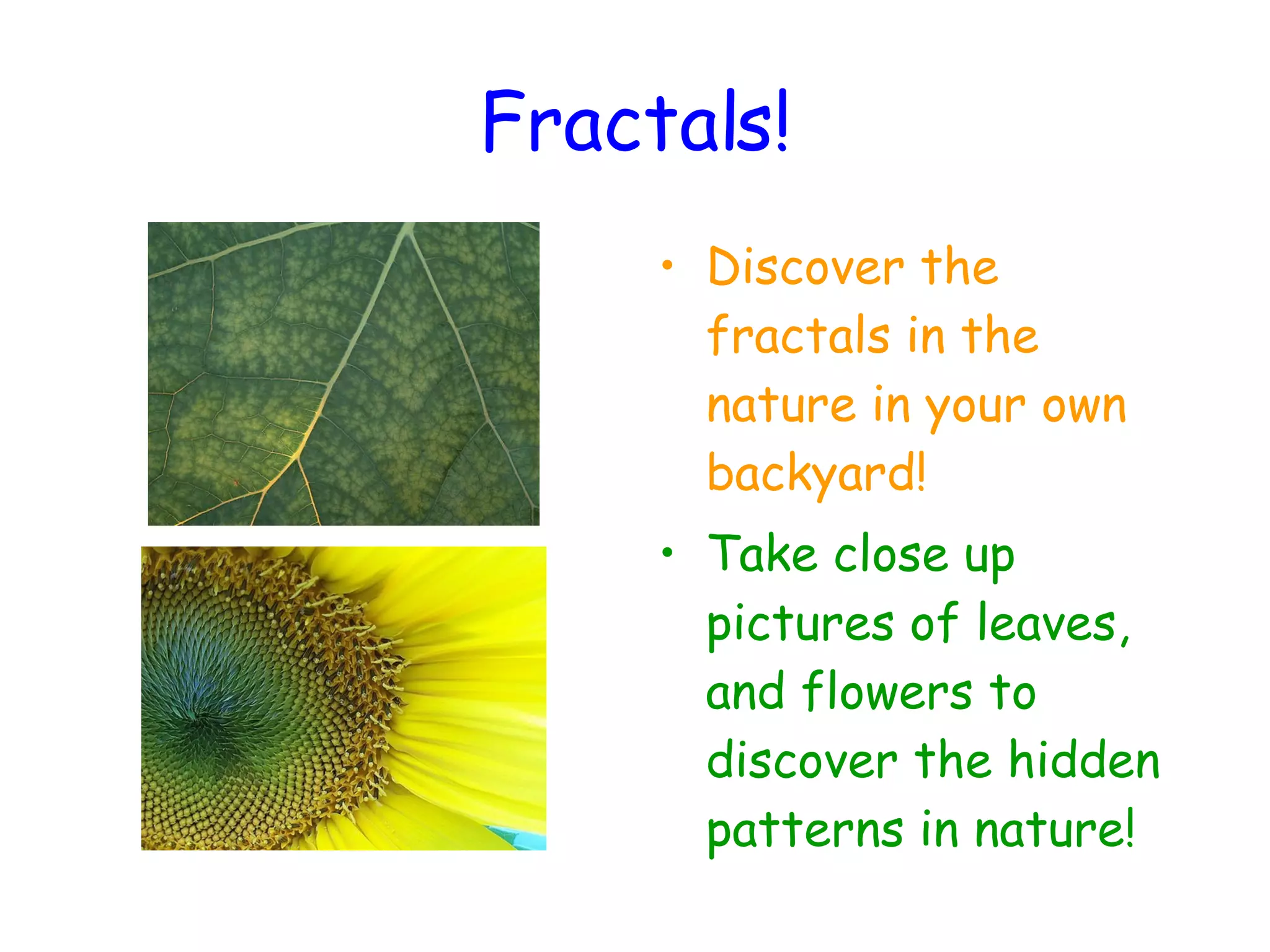 Fractals! Discover the fractals in the nature in your own backyard! Take close up pictures of leaves, and flowers to discover the hidden patterns in nature! 