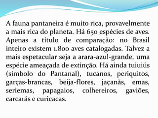 A fauna pantaneira é muito rica, provavelmente
a mais rica do planeta. Há 650 espécies de aves.
Apenas a título de comparação: no Brasil
inteiro existem 1.800 aves catalogadas. Talvez a
mais espetacular seja a arara-azul-grande, uma
espécie ameaçada de extinção. Há ainda tuiuiús
(símbolo do Pantanal), tucanos, periquitos,
garças-brancas, beija-flores, jaçanãs, emas,
seriemas, papagaios, colhereiros, gaviões,
carcarás e curicacas.
 