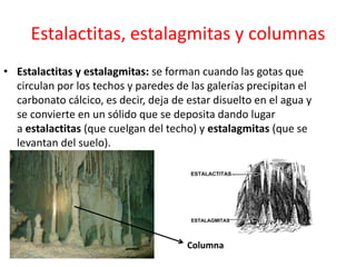 Estalactitas, estalagmitas y columnas 
• Estalactitas y estalagmitas: se forman cuando las gotas que 
circulan por los techos y paredes de las galerías precipitan el 
carbonato cálcico, es decir, deja de estar disuelto en el agua y 
se convierte en un sólido que se deposita dando lugar 
a estalactitas (que cuelgan del techo) y estalagmitas (que se 
levantan del suelo). 
Columna 
 
