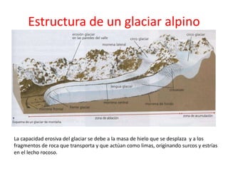 Estructura de un glaciar alpino 
La capacidad erosiva del glaciar se debe a la masa de hielo que se desplaza y a los 
fragmentos de roca que transporta y que actúan como limas, originando surcos y estrías 
en el lecho rocoso. 
 