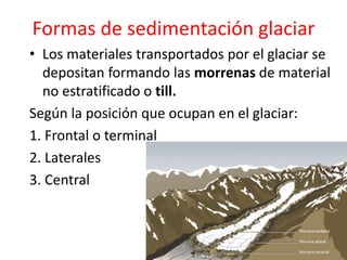 Formas de sedimentación glaciar 
• Los materiales transportados por el glaciar se 
depositan formando las morrenas de material 
no estratificado o till. 
Según la posición que ocupan en el glaciar: 
1. Frontal o terminal 
2. Laterales 
3. Central 
 