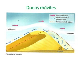 Dunas móviles 
 