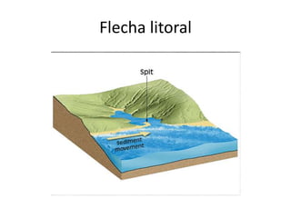 Flecha litoral 
 