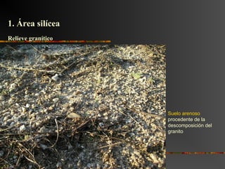 Relieve graníticoRelieve granítico
Suelo arenoso
procedente de la
descomposición del
granito
1. Área silícea1. Área silícea
 