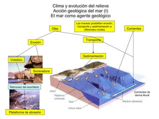 Clima y evolución del relieve Acción geológica del mar (I) El mar como agente geológico Olas Corrientes Erosión Socavadura Voladizo Plataforma de abrasión Retroceso del acantilado Transporte Sedimentación Las mareas posibilitan erosión, transporte y sedimentación a diferentes niveles Corrientes de deriva litoral 
