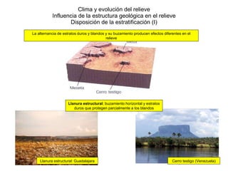 Clima y evolución del relieve Influencia de la estructura geológica en el relieve Disposición de la estratificación (I) La alternancia de estratos duros y blandos y su buzamiento producen efectos diferentes en el relieve Llanura estructural : buzamiento horizontal y estratos duros que protegen parcialmente a los blandos Cerro testigo (Venezuela) Llanura estructural: Guadalajara 