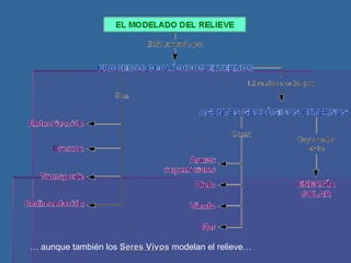 …  aunque también los  Seres Vivos  modelan el relieve… 