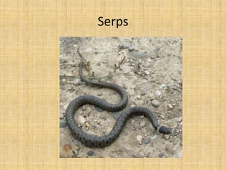 Serps
 