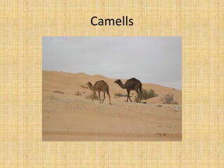 Camells
 