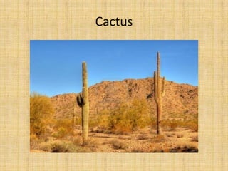 Cactus
 