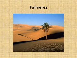 Palmeres
 