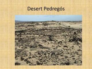 Desert Pedregós
 