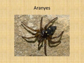 Aranyes
 