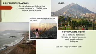 F. ESTRIBACIONES ANDINAS
Son ramales cortos de los andes
y comprende desde el LITORAL hasta
la parte alta de la costa.
LITORAL
LOMAS
CONTRAFUERTE ANDINO
Es la parte alta de la costa
formada por bases rocosas, es
decir son elevaciones
litológicas
Mas alta: Tunga o Criterion (Ica)
 