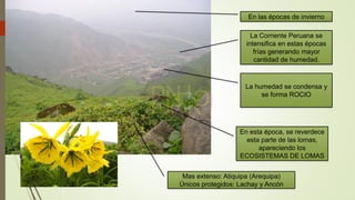 En las épocas de invierno
La Corriente Peruana se
intensifica en estas épocas
frías generando mayor
cantidad de humedad.
La humedad se condensa y
se forma ROCIO
En esta época, se reverdece
esta parte de las lomas,
apareciendo los
ECOSISTEMAS DE LOMAS
Mas extenso: Atiquipa (Arequipa)
Únicos protegidos: Lachay y Ancón
 
