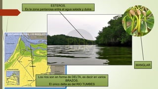 Los ríos son en forma de DELTA, es decir en varios
BRAZOS.
El único delta es del RIO TUMBES
ESTEROS.
Es la zona pantanosa entre el agua salada y dulce
MANGLAR
 