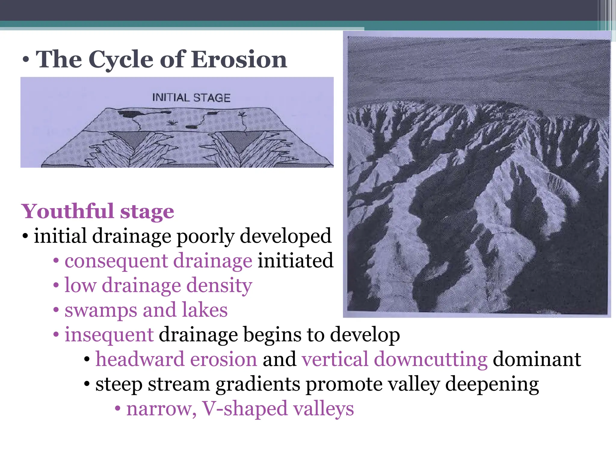 • The Cycle of Erosion
Youthful stage
• initial drainage poorly developed
• consequent drainage initiated
• low drainage density
• swamps and lakes
• insequent drainage begins to develop
• headward erosion and vertical downcutting dominant
• steep stream gradients promote valley deepening
• narrow, V-shaped valleys
 
