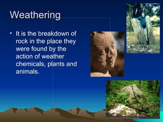 Weathering It is the breakdown of rock in the place they were found by the action of weather chemicals, plants and animals. 
