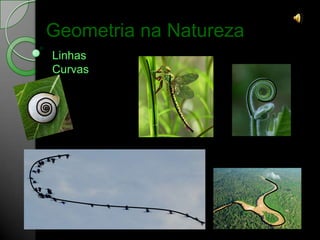 Geometria na Natureza
Linhas
Curvas
 
