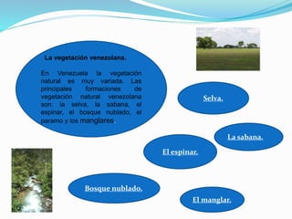 La vegetación venezolana.
En Venezuela la vegetación
natural es muy variada. Las
principales formaciones de
vegetación natural venezolana
son: la selva, la sabana, el
espinar, el bosque nublado, el
paramo y los manglares.
Selva.
La sabana.
El espinar.
Bosque nublado.
El manglar.
 